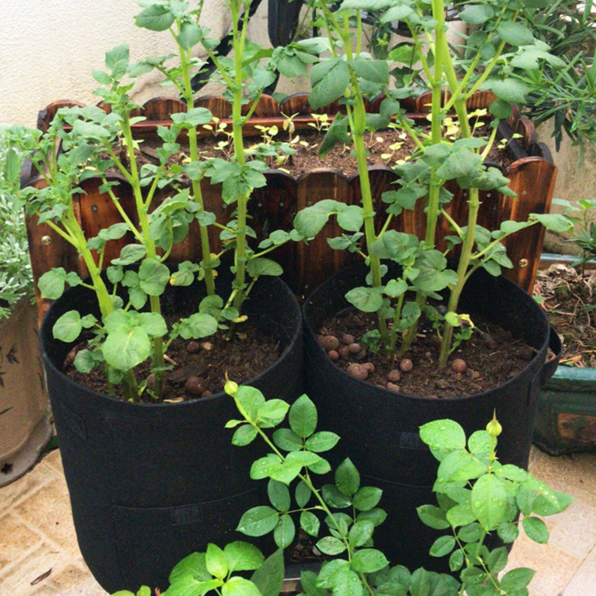 Avichic® Felt Potato Growth Bags