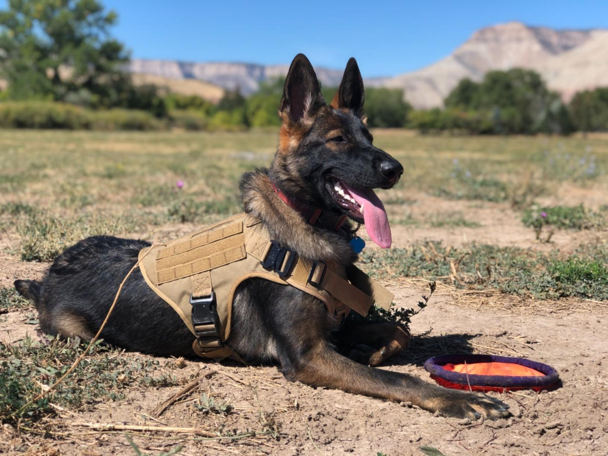 Tactical Harness