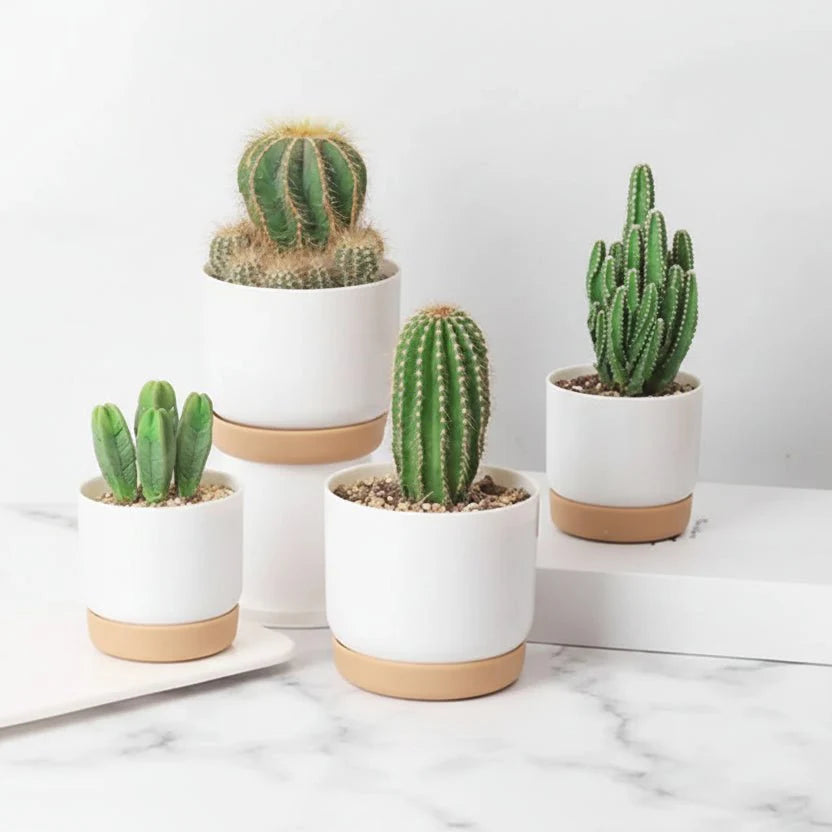 BOTANICAIR – Smart Self-Watering Flower Pot for Indoor & Office Plants