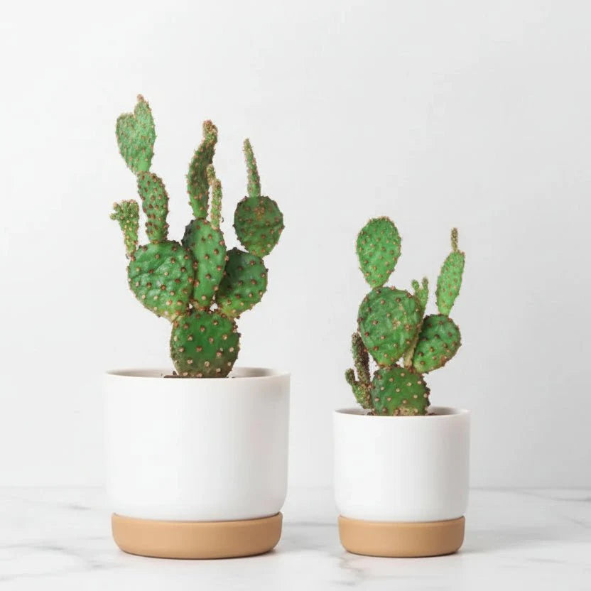 BOTANICAIR – Smart Self-Watering Flower Pot for Indoor & Office Plants