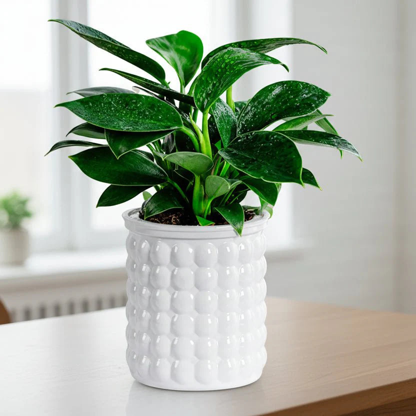 ECOBLOOM – Eco-Friendly Self-Watering Hydroponic Flower Pot for Modern Home Decor