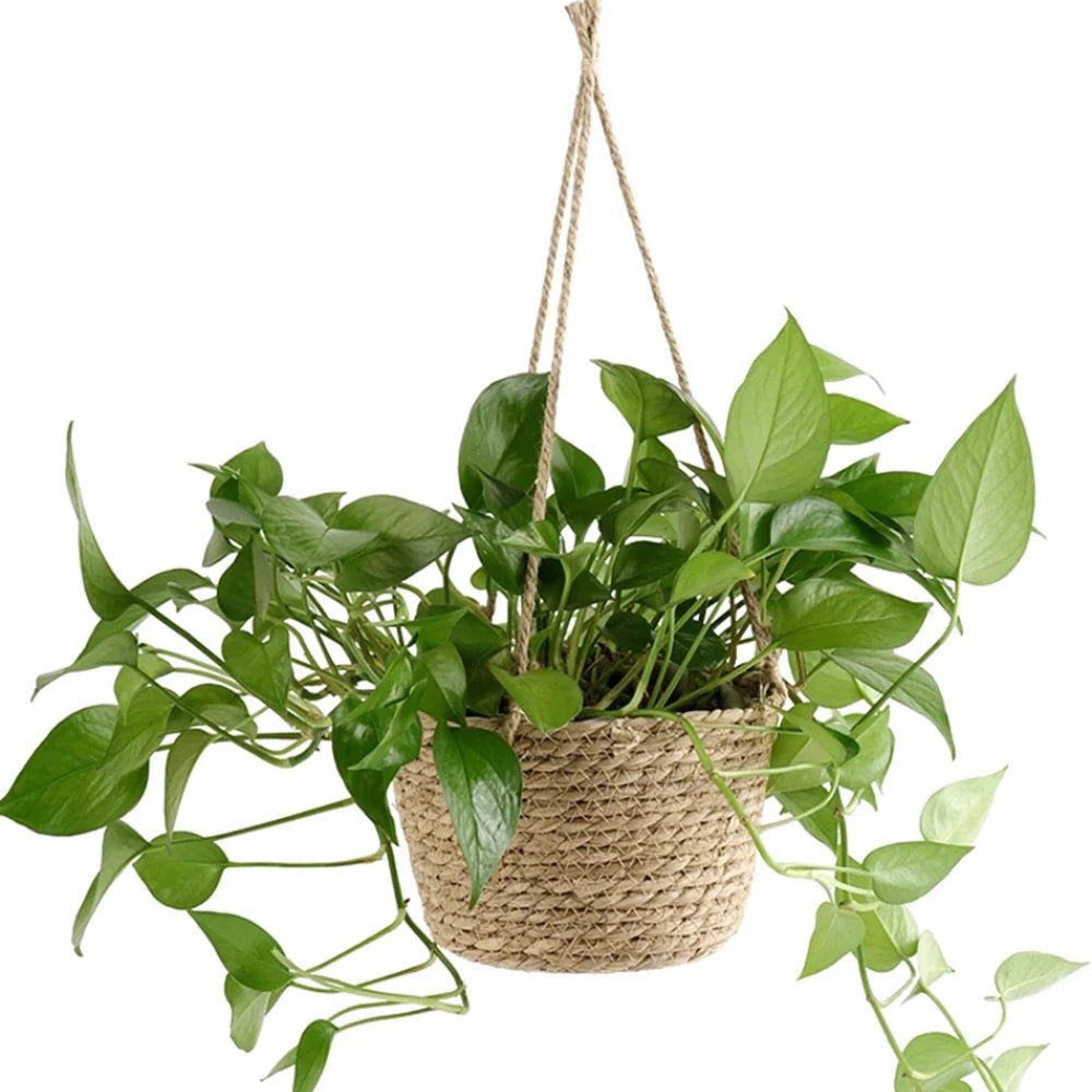 ORCHIDORA – Rustic Handwoven Twine Macrame Hanging Planter for Orchid Display