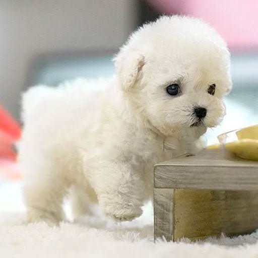PAWSIMATE – Realistic Robot Dog for Interactive Play