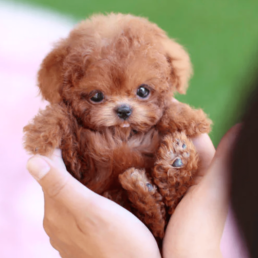 PAWSIMATE – Realistic Robot Dog for Interactive Play