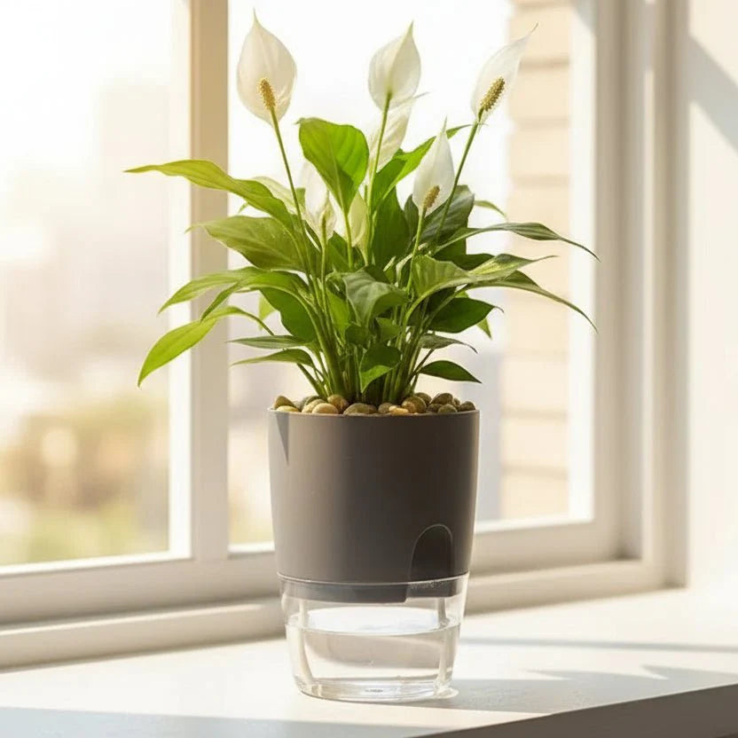 ROOTFLOAT – Self-Watering Hanging Hydroponic Pot for Indoor Plants