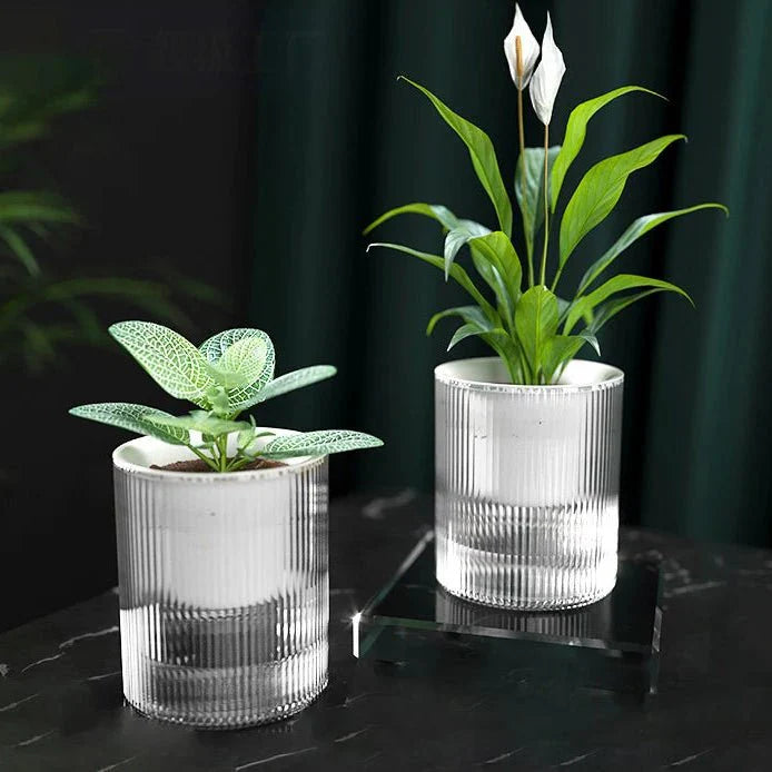 ROOTWISE – Indoor Self-Watering Planter for Effortless Hydroponic Care